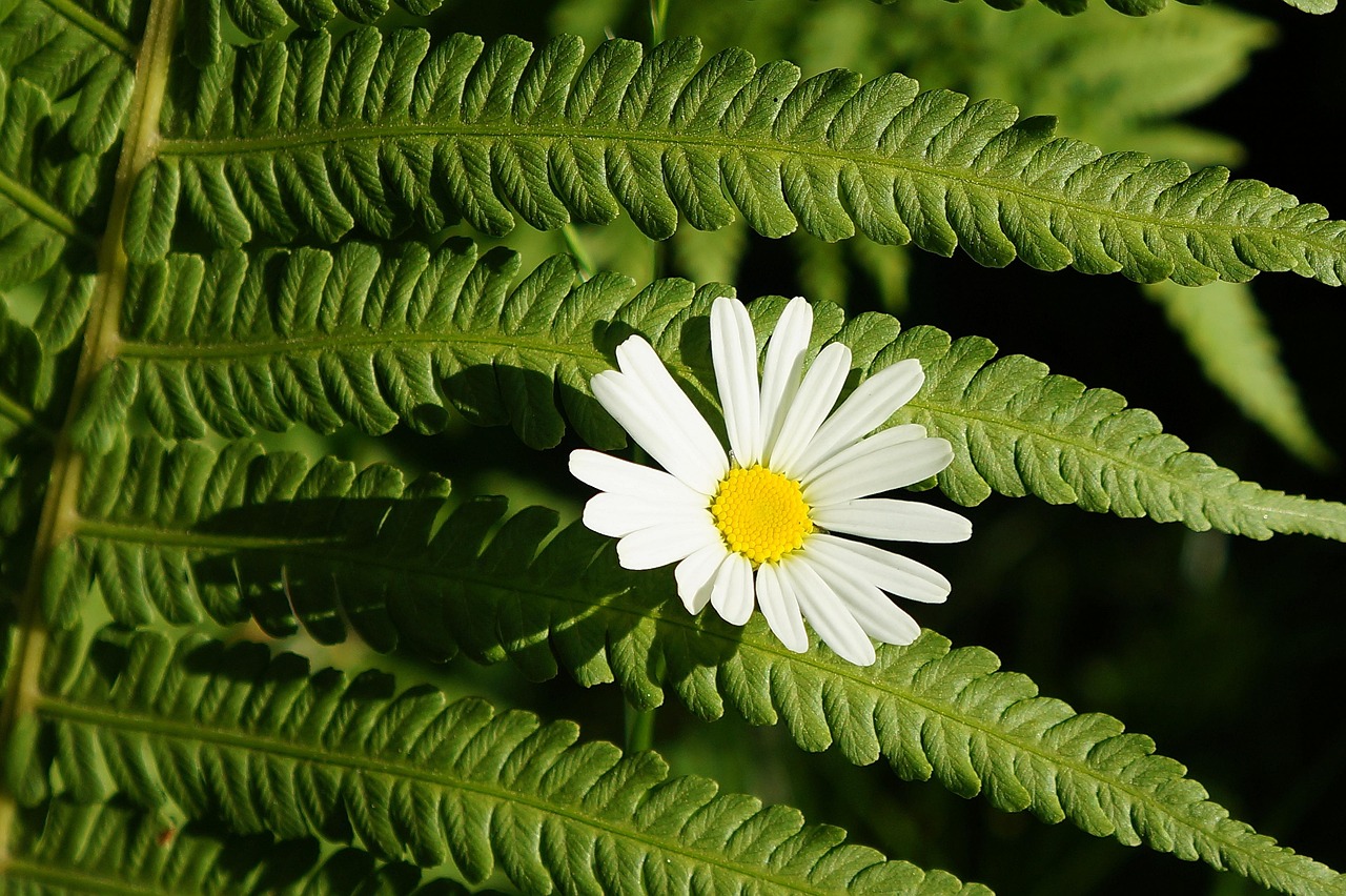 探索莱茵生物，从植物提取到生物技术的未来
